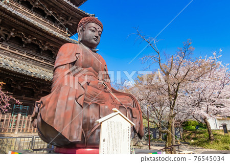 Hachikoyama Kosho-ji Temple, cherry blossoms in full bloom <Nagoya City, Aichi Prefecture> 76545034