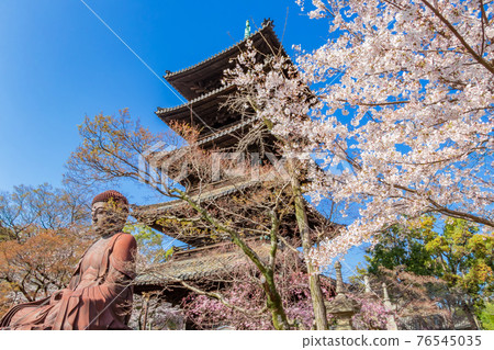 Hachikoyama Kosho-ji Temple, cherry blossoms in full bloom <Nagoya City, Aichi Prefecture> Hachikoyama Kosho-ji Temple, cherry blossoms in full bloom <Nagoya City, Aichi Prefecture> 76545035