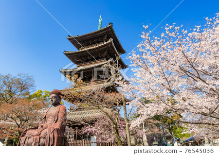 Hachikoyama Kosho-ji Temple, cherry blossoms in full bloom <Nagoya City, Aichi Prefecture> Hachikoyama Kosho-ji Temple, cherry blossoms in full bloom <Nagoya City, Aichi Prefecture> 76545036