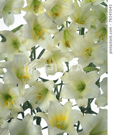 新鮮白色的百合花靜物 76545043