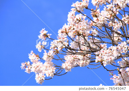 Cherry Blossoms Cherry Blossoms 76545047