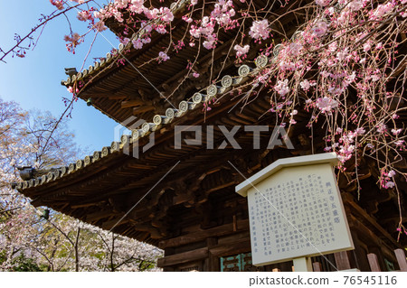 八公山興正寺、櫻花盛開<愛知縣名古屋市> 八公山興正寺、櫻花盛開<愛知縣名古屋市> 76545116