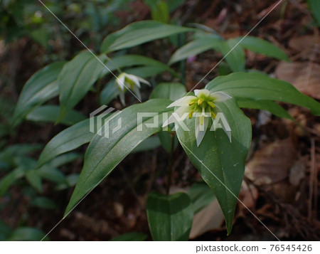 Disporum smilaciens blooming slowly Disporum smilaciens blooming slowly 76545426