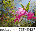 A azalea shining against the sun against a fresh green blue sky background 76545427