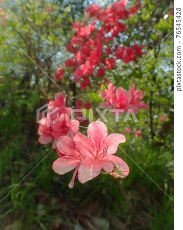 Yamatsutsuji blooming from top to bottom 76545428