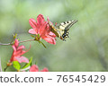 Papilio machaon butterfly sucking honey with a azalea against a background of fresh green 76545429