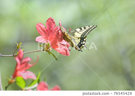 Papilio machaon butterfly sucking honey with a azalea against a background of fresh green 76545429