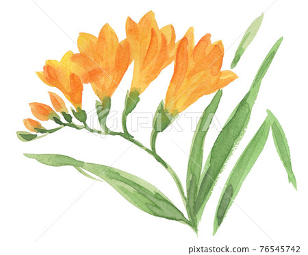 Freesia 21413pix7 76545742
