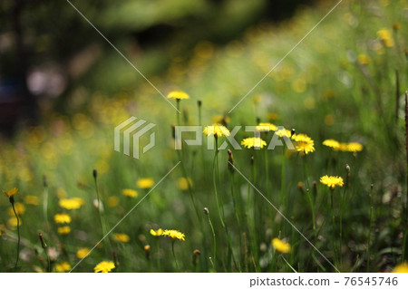 Fresh green and common dandelion 76545746