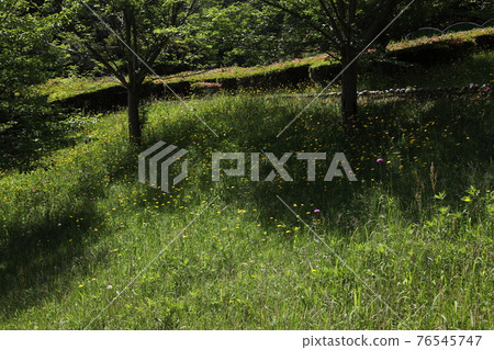 Fresh green and common dandelion 76545747