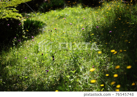 Fresh green and common dandelion 76545748