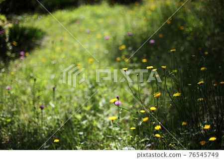 Fresh green and common dandelion 76545749