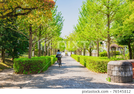 Suburban residential area, a row of fresh green ginkgo trees Suburban residential area, a row of fresh green ginkgo trees 76545812