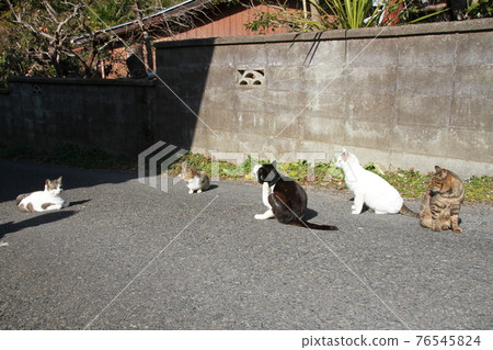 Cat Cat 76545824