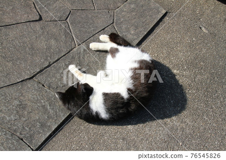 Cat Cat 76545826