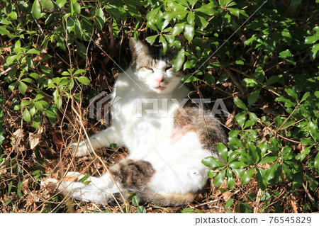 Cat Cat 76545829