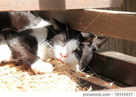 Cat Cat 76545837