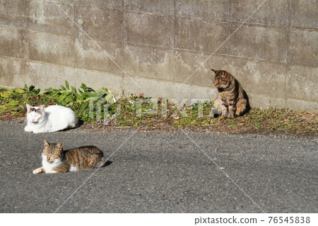 Cat Cat 76545838