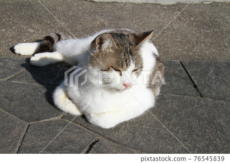 Cat Cat 76545839