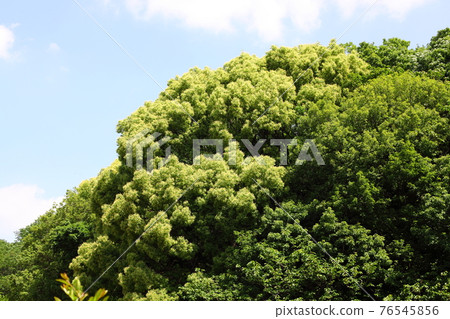 藍天和新綠色山 藍天和新綠色山 76545856