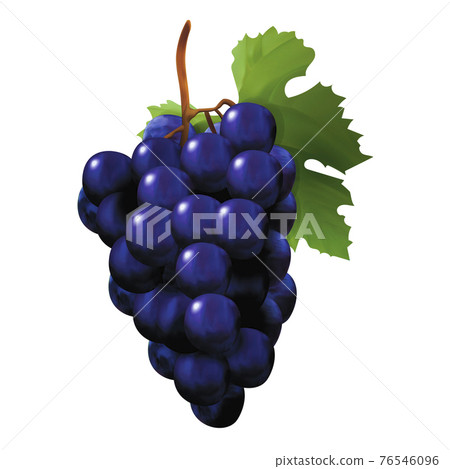 Realistic Detailed 3d Red Wine Grapes. Vector 76546096