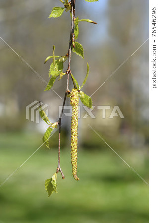 Common birch Common birch 76546296