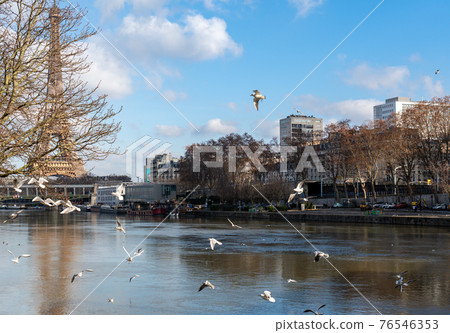 Flight of seagulls over the Seine river in Paris, France 76546353