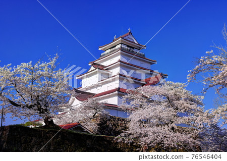 Cherry blossoms at Tsuruga castle Cherry blossoms at Tsuruga castle 76546404
