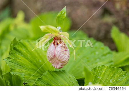 Bear flowers 76546664