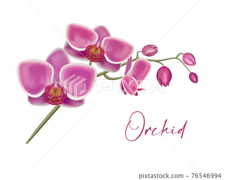 Orchid realistic vector 76546994