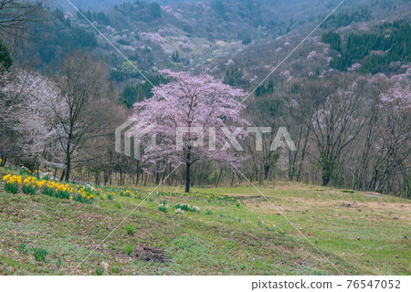 Rikugo wild cherry blossoms [Rikugo cherry blossoms Senkyo] 76547052