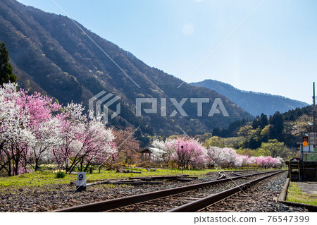 JR Kadohara Station where peach blossoms are in full bloom beside the railroad tracks JR Kadohara Station where peach blossoms are in full bloom beside the railroad tracks 76547399