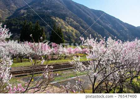 The JR Kadohara station yard and the Koshimi Kita line, which are in full bloom The JR Kadohara station yard and the Koshimi Kita line, which are in full bloom 76547400