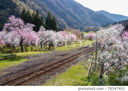 JR Kadohara Station in full bloom JR Kadohara Station in full bloom 76547401