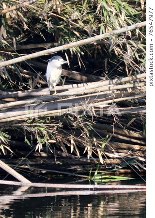 Night heron perching on bamboo Night heron perching on bamboo 76547977