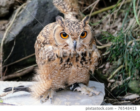 An owl with a strong presence! An owl with a strong presence! 76548413