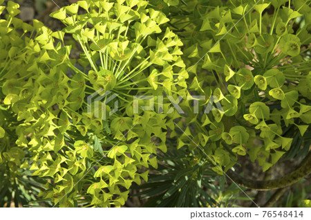 Euphorbia spurge flowers are in bloom. The scientific name is Euphorbia characias. 76548414