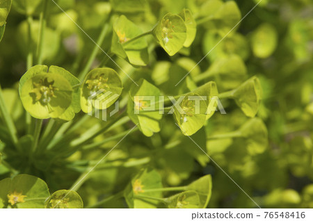 Euphorbia spurge flowers are in bloom. The scientific name is Euphorbia characias. 76548416