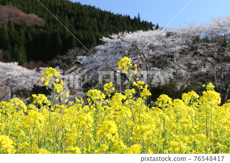 Naruko, Kawatabi rape field 76548417