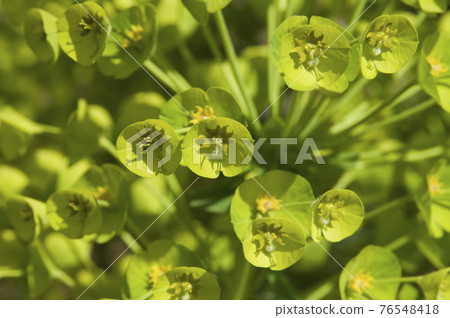 Euphorbia spurge flowers are in bloom. The scientific name is Euphorbia characias. 76548418