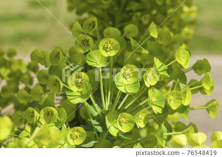 Euphorbia spurge flowers are in bloom. The scientific name is Euphorbia characias. 76548419