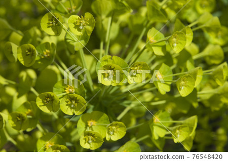 Euphorbia spurge flowers are in bloom. The scientific name is Euphorbia characias. Euphorbia spurge flowers are in bloom. The scientific name is Euphorbia characias. 76548420