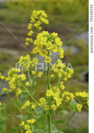春田,“白油菜花”似油菜花但花大... 3 春田,“白油菜花”似油菜花但花大... 3 76548593
