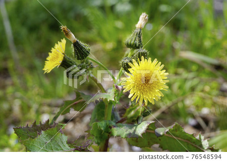 There are many similar things in spring, but is this "Harunogeshi"? There are many similar things in spring, but is this "Harunogeshi"? 76548594