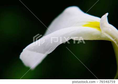 Iris 76548759