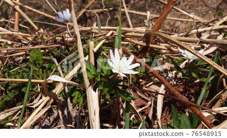 Pretty flower Anemone pseudoaltaica Pretty flower Anemone pseudoaltaica 76548915