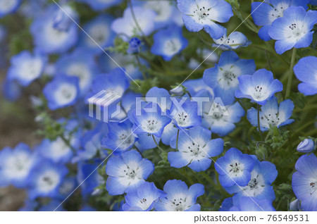 The blue flowers of Nemophila are shining. The scientific name is Nemophila. 76549531