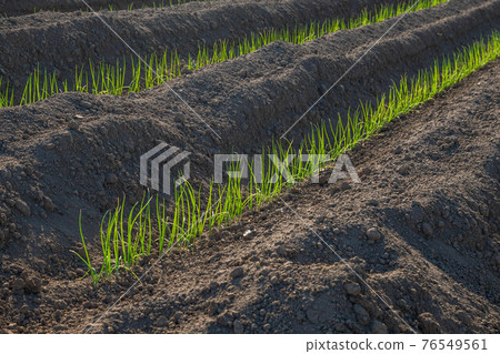 Welsh onion seedlings planted 76549561