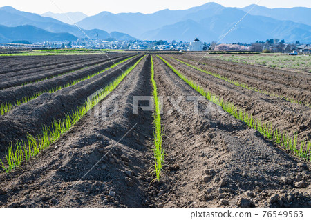 種植的大蔥幼苗 76549563