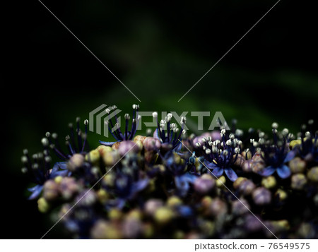 Hydrangea Hydrangea 76549575